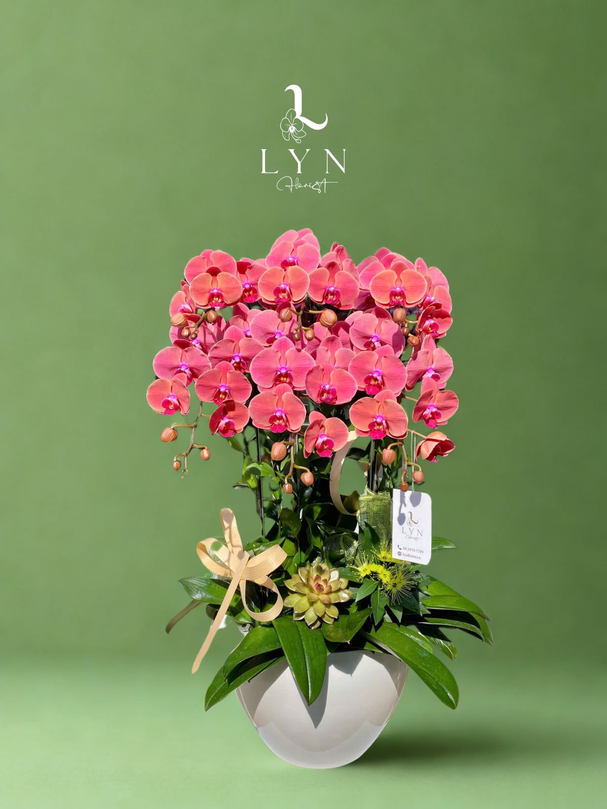 Chậu Lan Hồng Cam